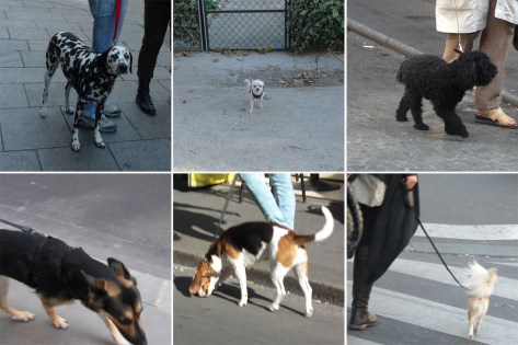 02-chiens_paris_6