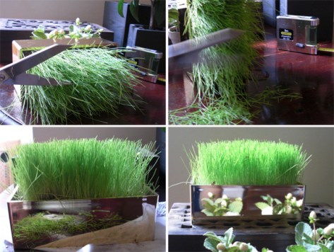 racine_carree_tonte2