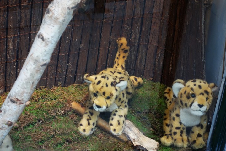 Baby-Tuileries-Vitrine-Noel-2012-Leopards-2