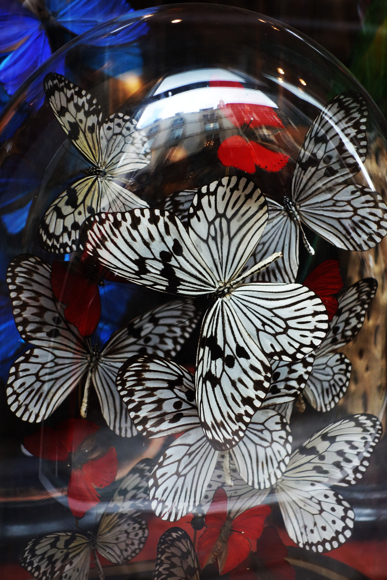 papillons - Design et Nature