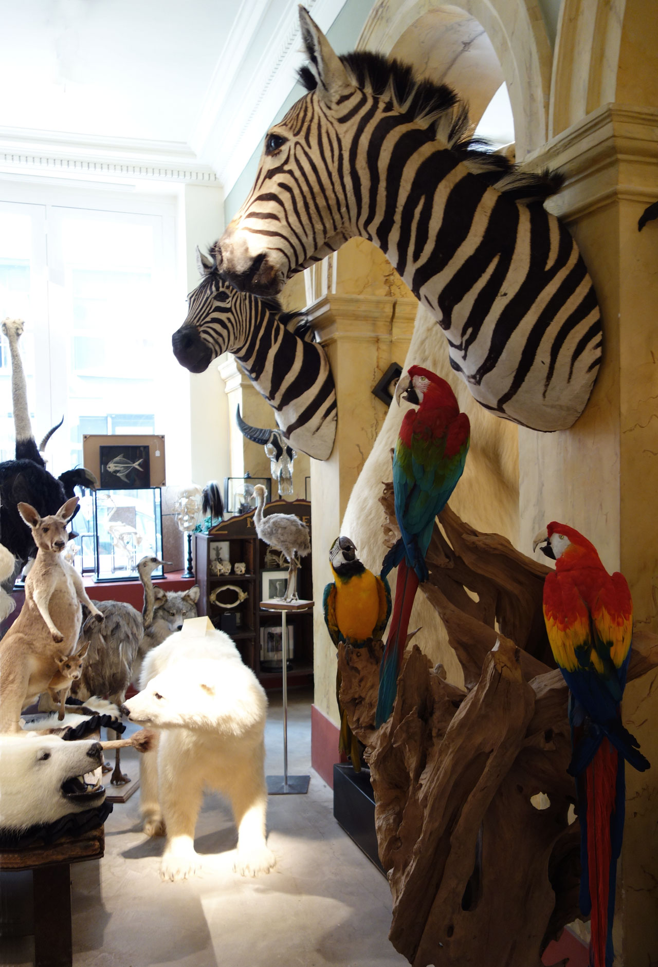 Design et Nature Paris rue d'Aboukir