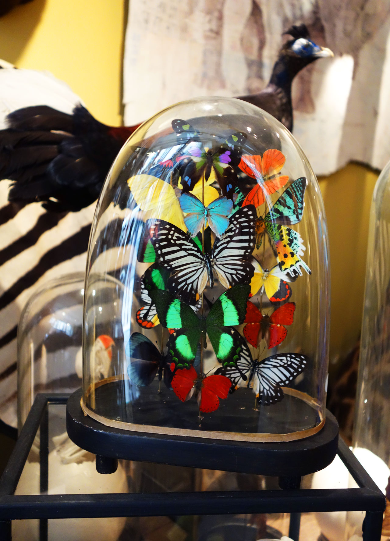 Design et Nature Paris rue d'Aboukir