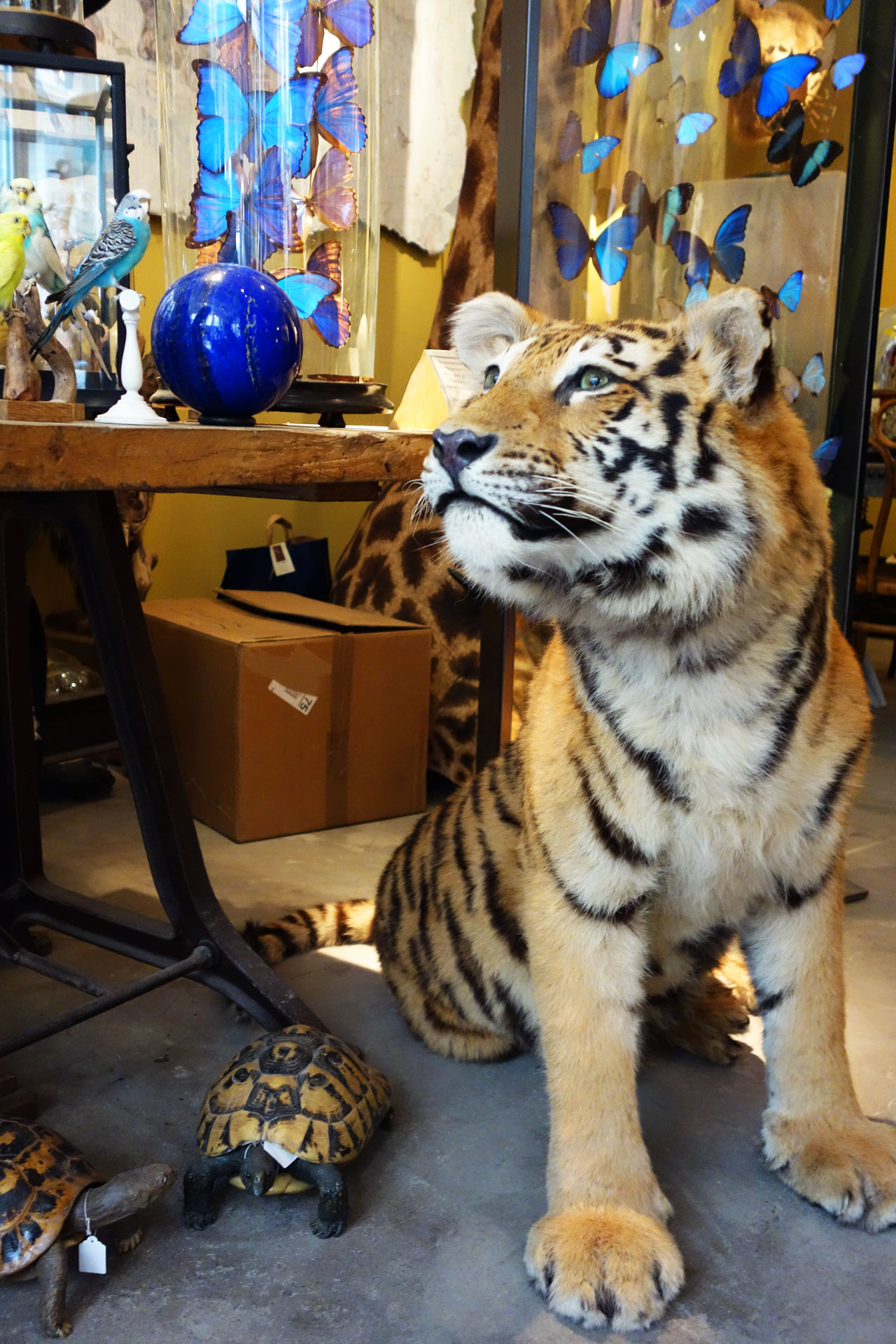 Design et Nature Paris rue d'Aboukir