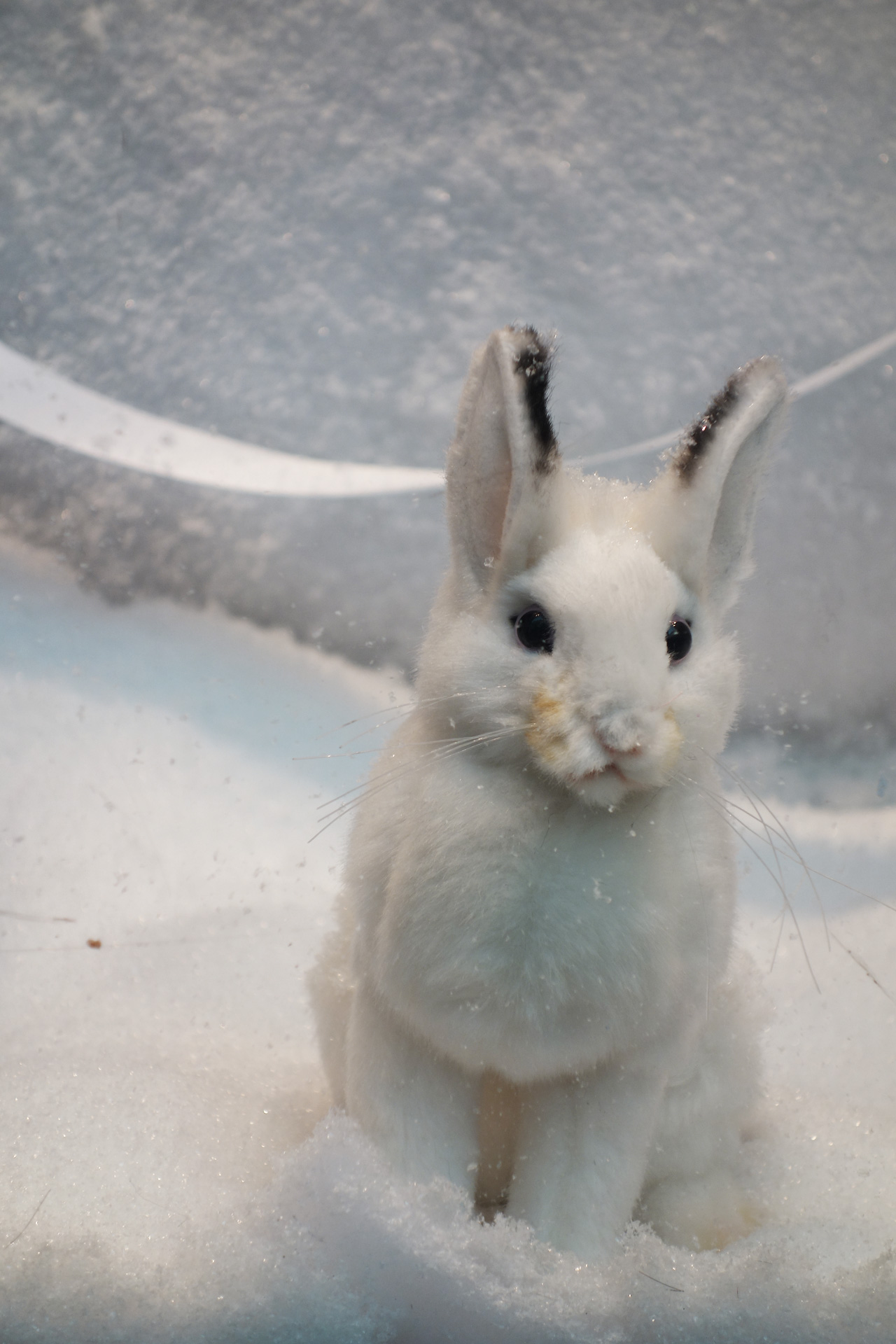 Baby-Tuileries-vitrines-noel-2013-blanche-lapin