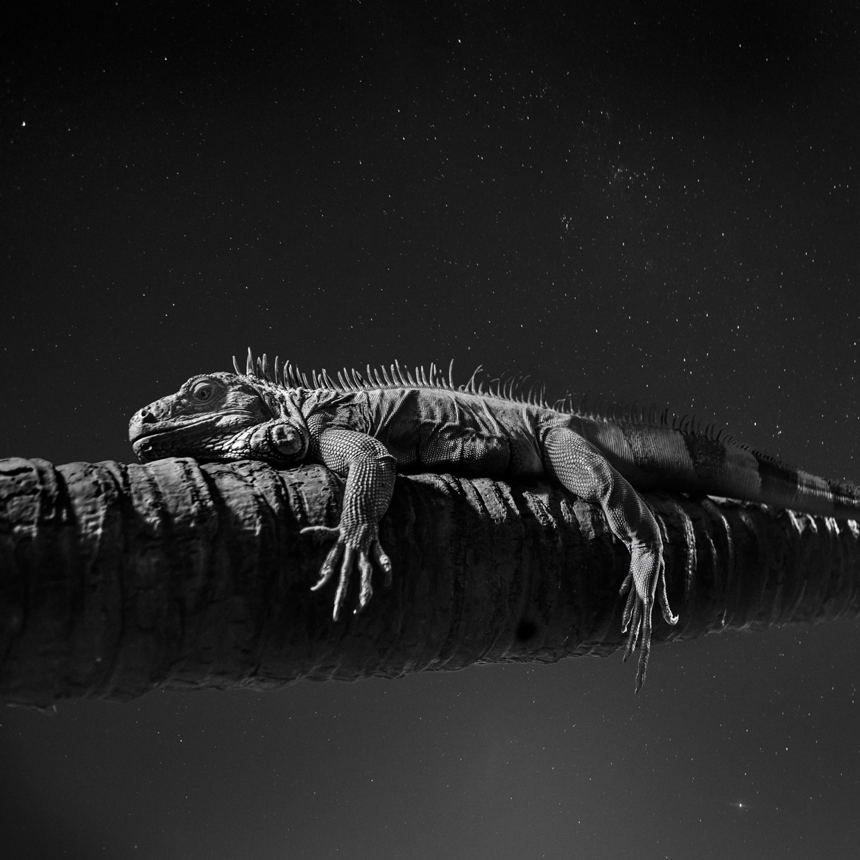 Noah-Vanderveer-Cosmos-03