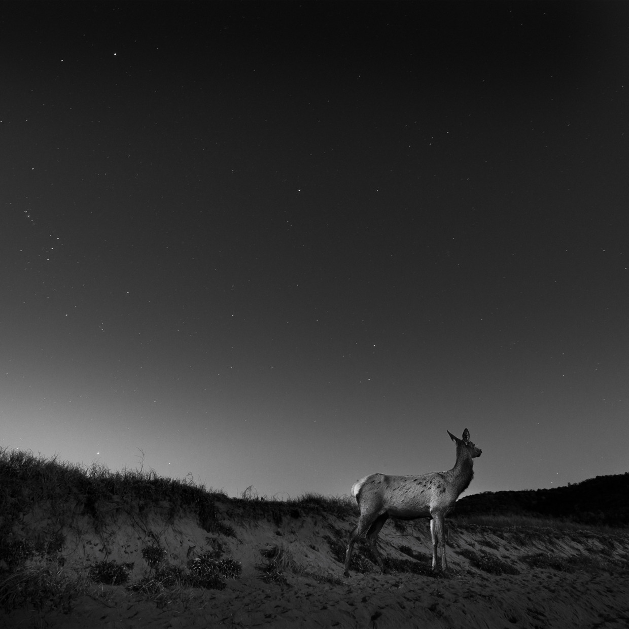 Noah-Vanderveer-Cosmos-05