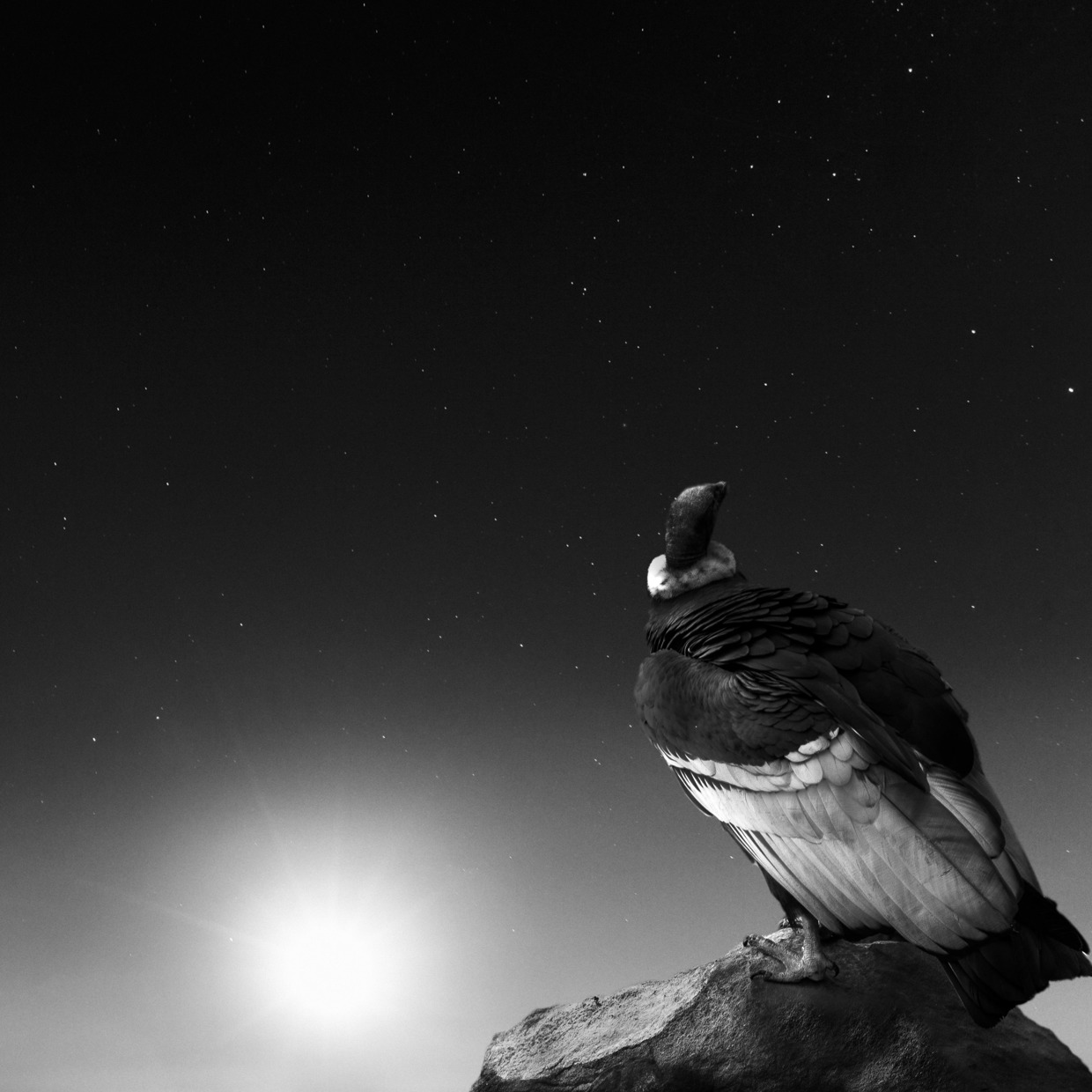 Noah-Vanderveer-Cosmos-06